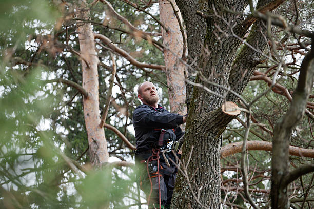 Best Hazardous Tree Removal  in Milroy, PA